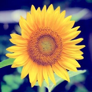 Meet your Posher, Leslie